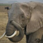Combining Kenya Tanzania and Uganda Safari