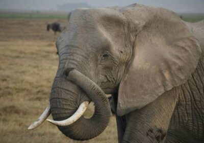 Combining Kenya Tanzania and Uganda Safari