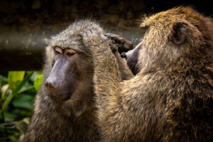 10 of the best Uganda safari and tour itineraries