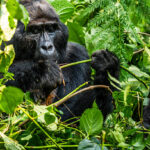 10 Best Uganda Safari and Tour Itineraries
