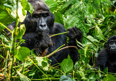 10 Best Uganda Safari and Tour Itineraries