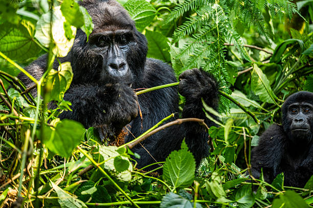 10 Best Uganda Safari and Tour Itineraries