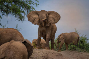 Elephants
