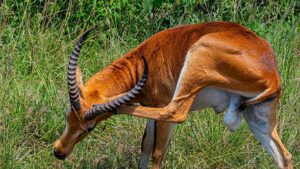 10 Best Uganda Safari and Tour Itineraries