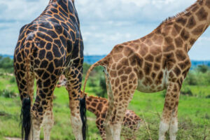 10 of the best Uganda safari and tour itineraries