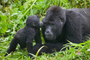 10 of the best Uganda safari and tour itineraries