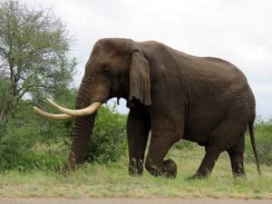 Best Tanzania Safari and Tour Itineraries