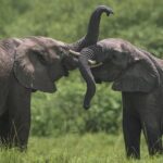 African big five
