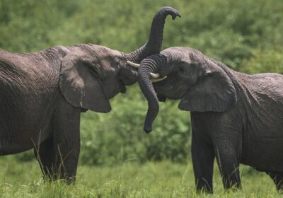 African big five