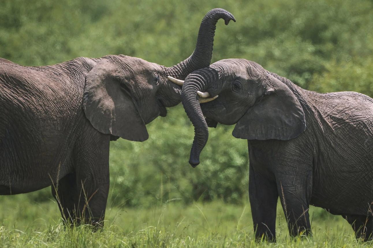 African big five