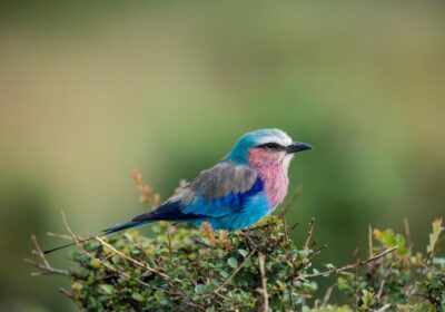 Kenya birdwatching safari