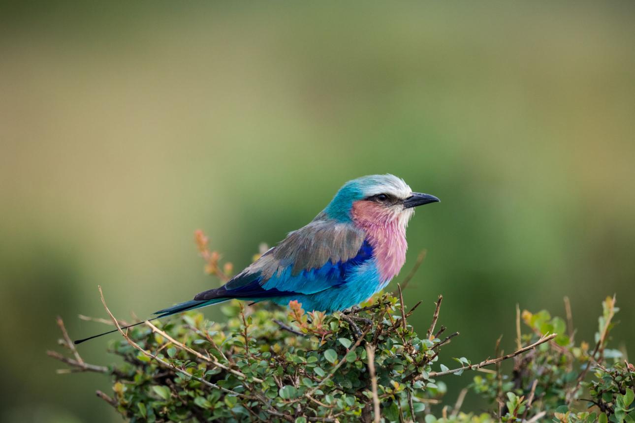 Kenya birdwatching safari