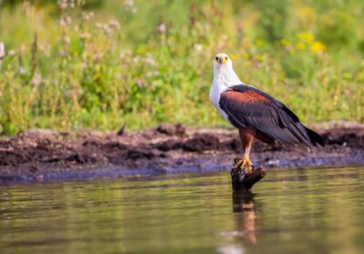 best birdwatching safari in Kenya