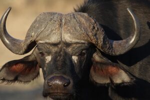 buffalo