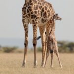 Best Tanzania Safari and Tour Itineraries