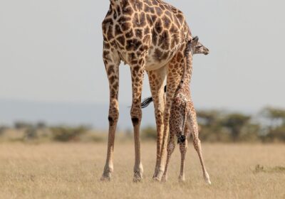 Best Tanzania Safari and Tour Itineraries