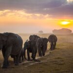 Impact of safari tourism in Africa
