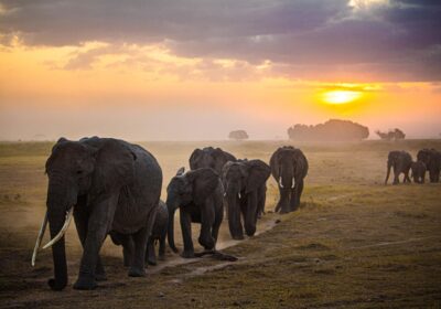 Impact of safari tourism in Africa