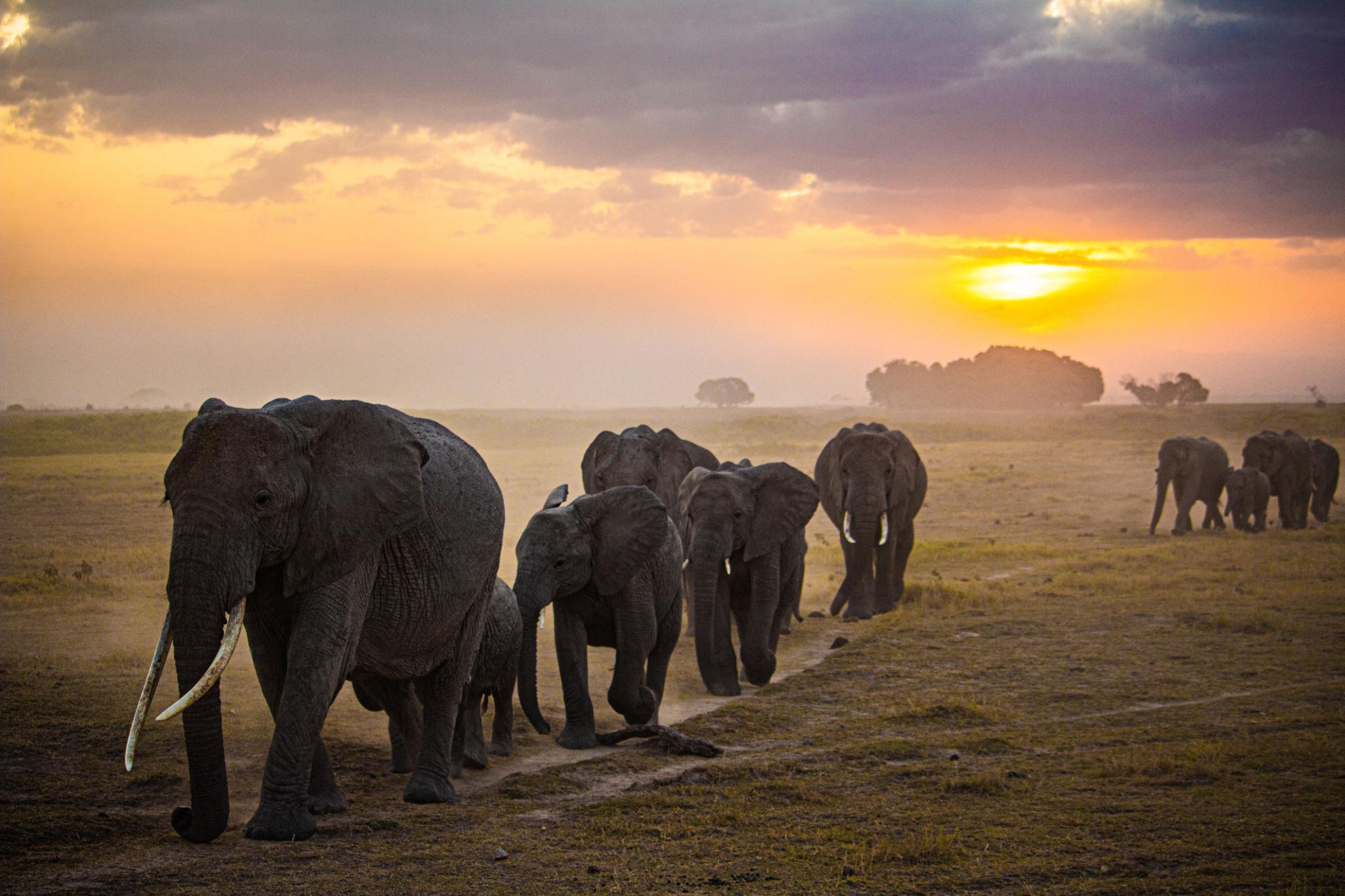 Impact of safari tourism in Africa